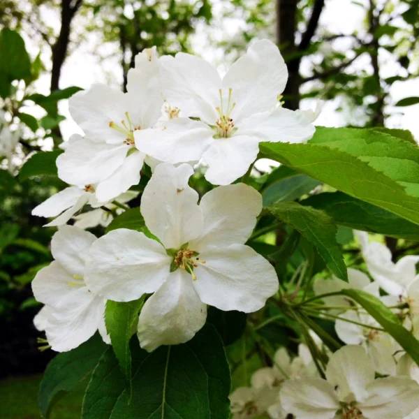 Malus hupehensis 'Arie Mauritz' – Malus hupehensis 'Arie Mauritz'
