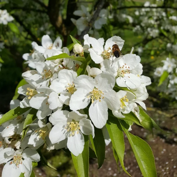 Malus robusta 'Persicifolia' – Malus robusta 'Persicifolia'