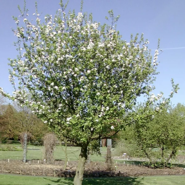 Malus sylvestris – Wild crab, European wild apple