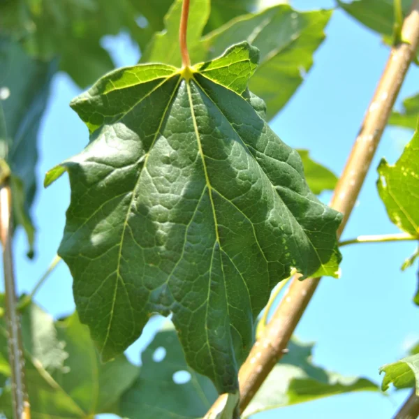 Acer saccharum BELLE TOWER ('Reba') – Acer saccharum BELLE TOWER ('Reba')