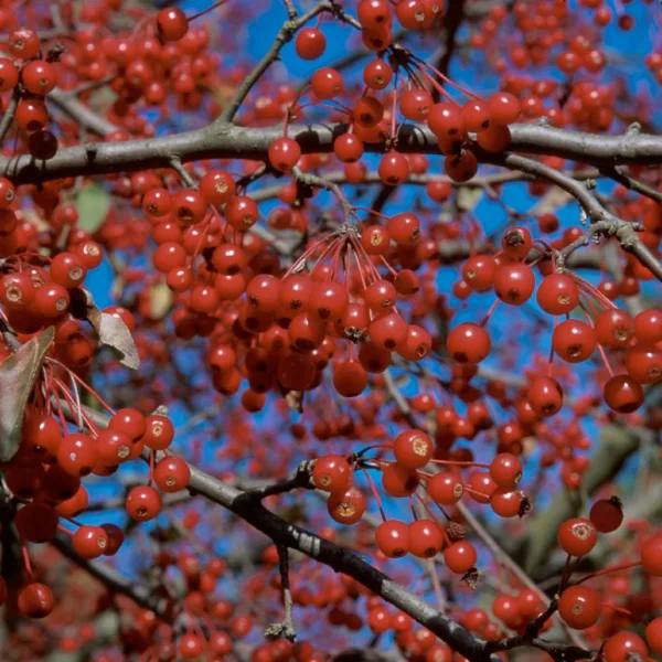 Malus 'Donald Wyman' – Malus 'Donald Wyman'
