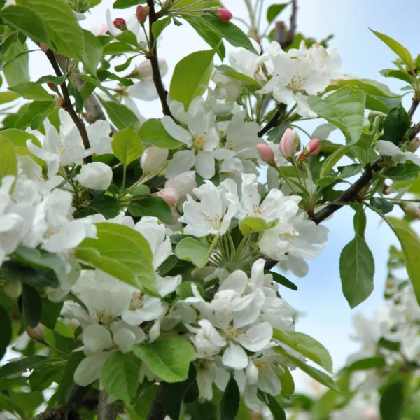 Malus 'John Downie' – Malus 'John Downie'