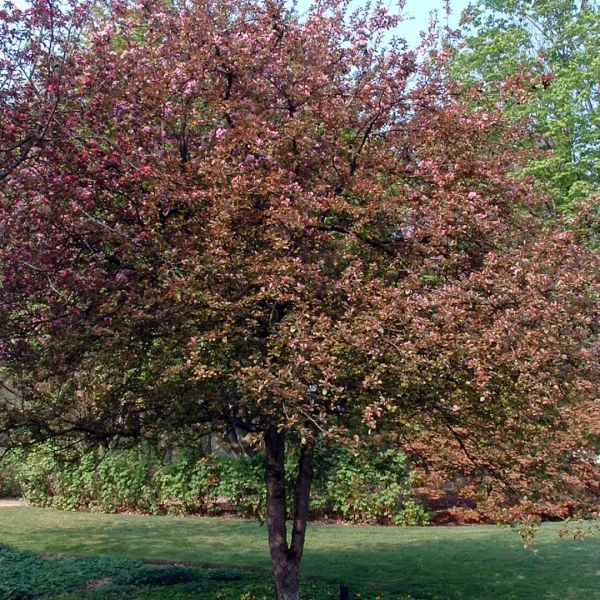 Malus 'Neville Copeman' – Malus 'Neville Copeman'