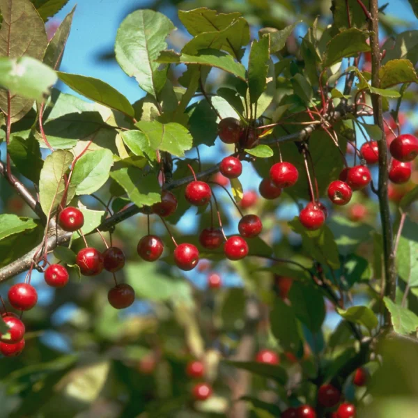 Malus 'Profusion' – Malus 'Profusion'