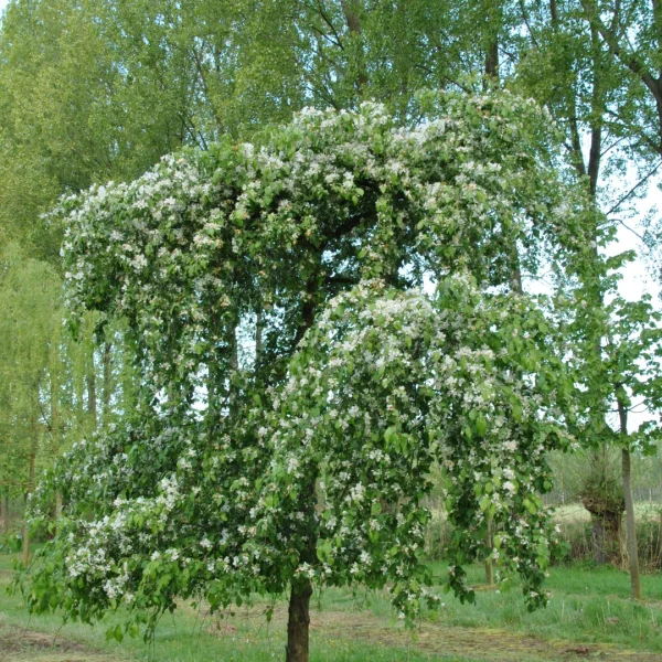 Malus 'Red Jade' – Malus 'Red Jade'