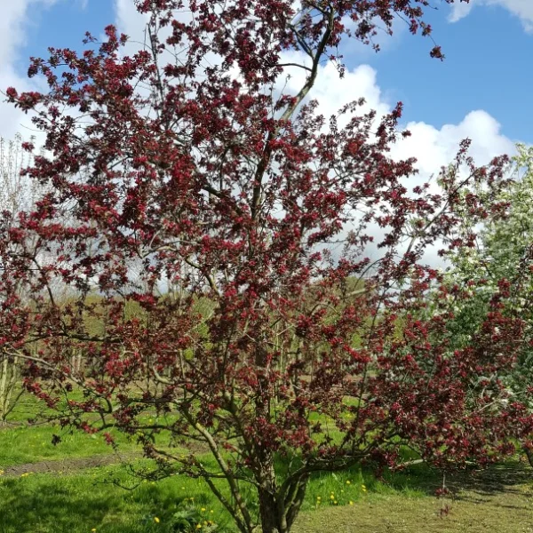 Malus 'Red Silver' – Malus 'Red Silver'