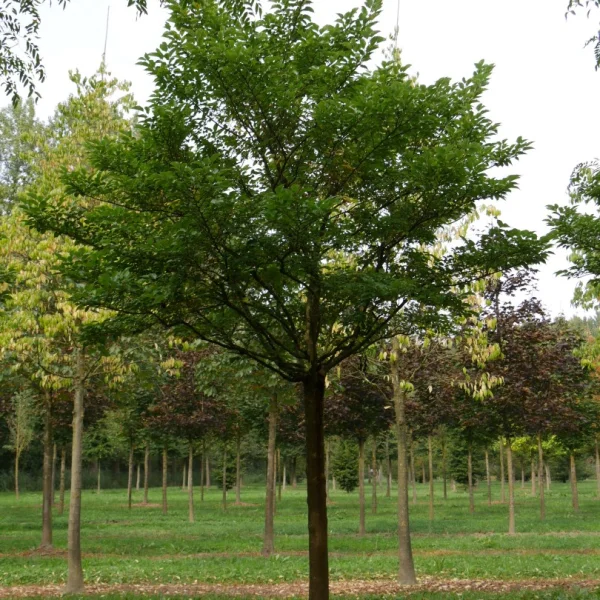 Morus alba 'Nana Issai' – Morus alba 'Nana Issai'