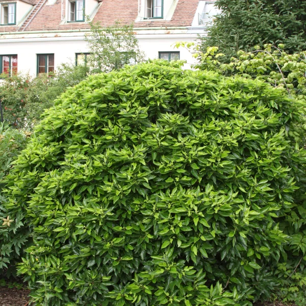 Morus alba 'Nana' – Morus alba 'Nana'