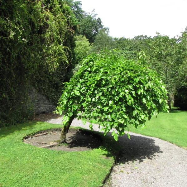 Morus alba 'Pendula' – White mulberry