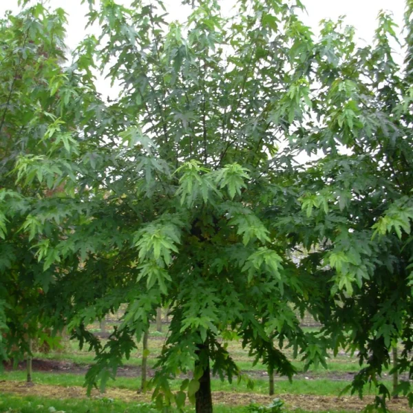 Morus digitata – Morus digitata