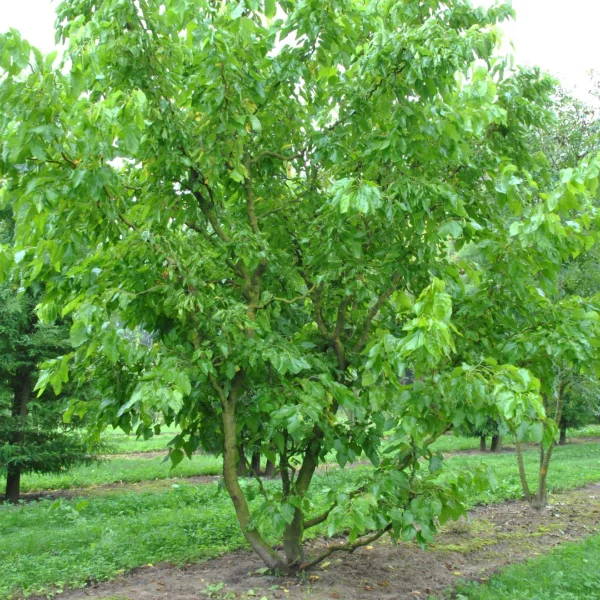 Morus latifolia 'Spirata' – Morus latifolia 'Spirata'