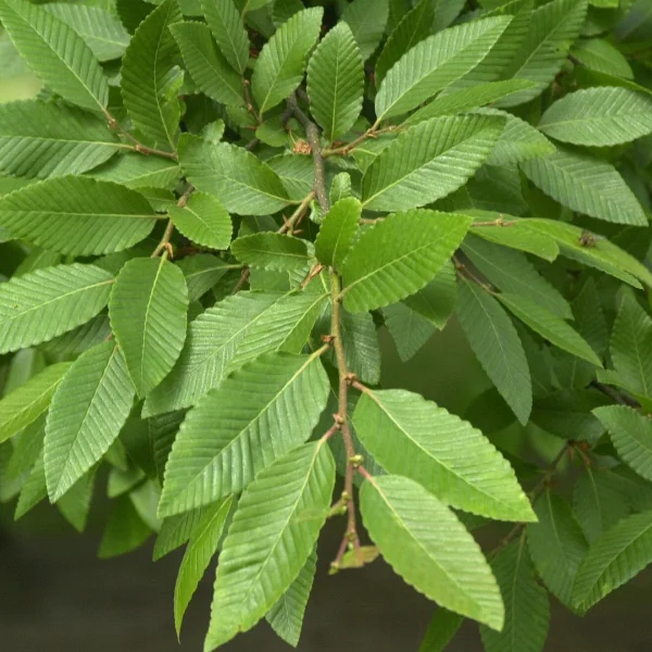 Nothofagus nervosa – Rauli, Raoul beech