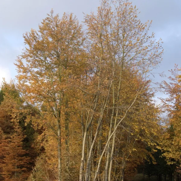 Nothofagus obliqua – Roble beech, Roble Pennin