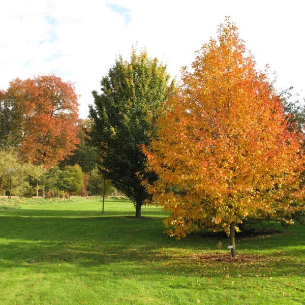 Nyssa sylvatica 'Wisley Bonfire' – Nyssa sylvatica 'Wisley Bonfire'
