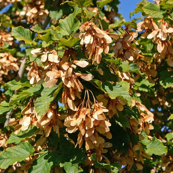 Acer tataricum HOT WINGS ('Garann') – Acer tataricum HOT WINGS ('Garann')
