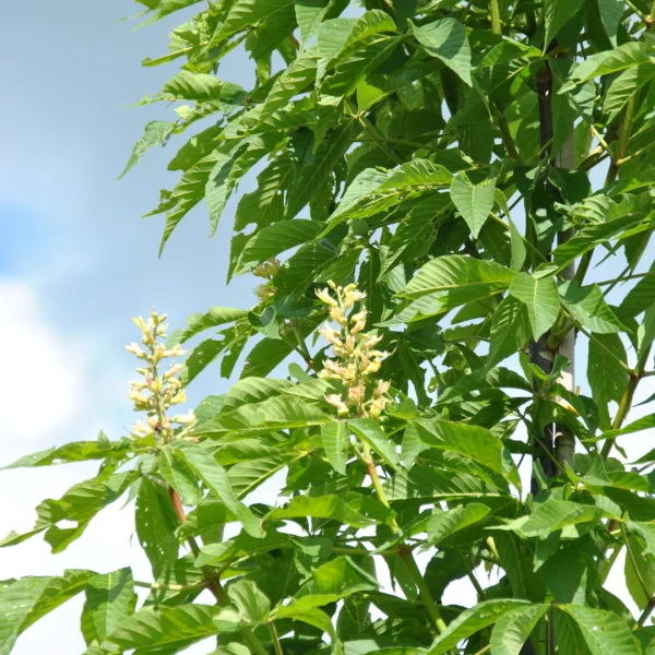 Aesculus 'Homestead' – Aesculus 'Homestead'