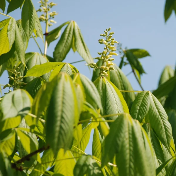 Aesculus ×bushii – Aesculus ×bushii