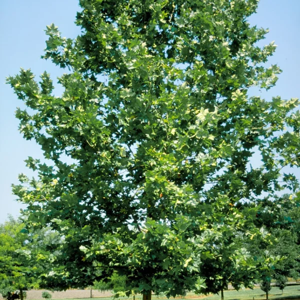 Platanus ×hispanica 'Bloodgood' – Platanus ×hispanica 'Bloodgood'