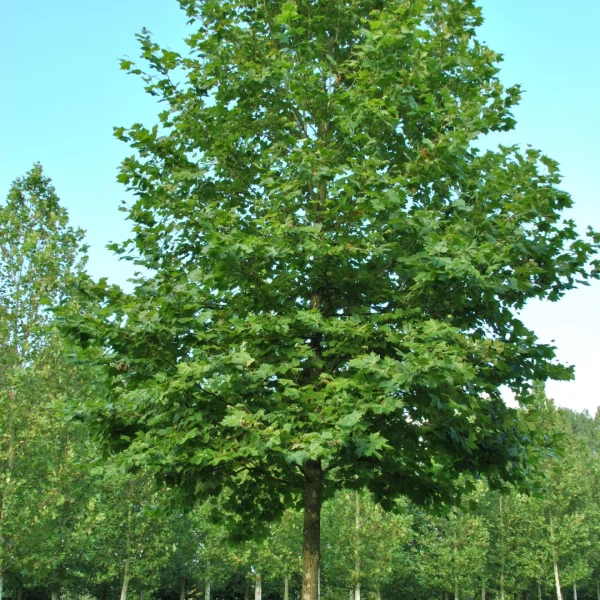 Platanus ×hispanica 'Huissen' – Platanus ×hispanica 'Huissen'