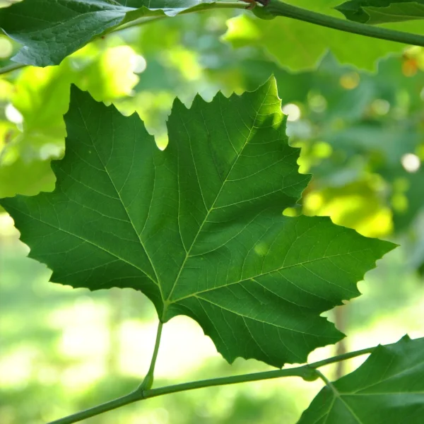 Platanus ×hispanica 'Louisa Lead' – Platanus ×hispanica 'Louisa Lead'