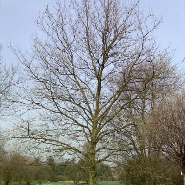 Platanus ×hispanica 'Pyramidalis' – Platanus ×hispanica 'Pyramidalis'