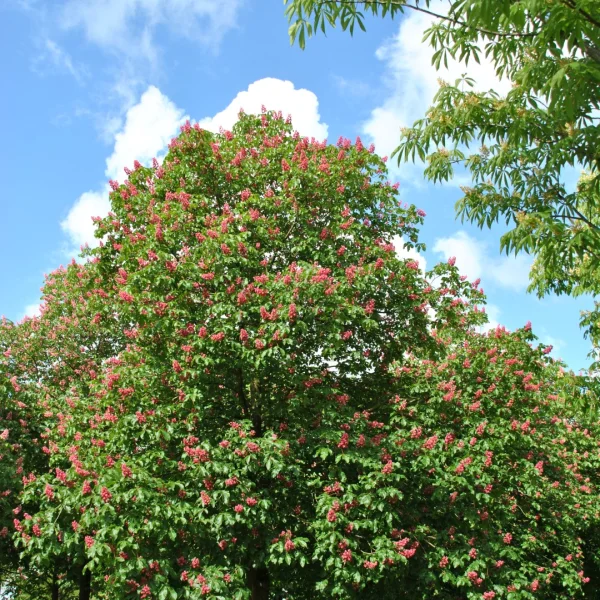 Aesculus ×carnea 'Briotii' – Aesculus ×carnea 'Briotii'