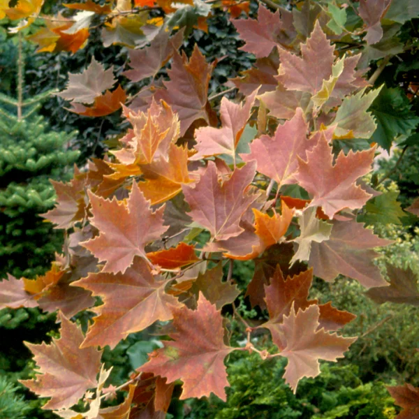 Platanus orientalis 'Mirkovec' – Platanus orientalis 'Mirkovec'