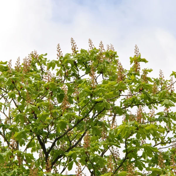 Aesculus ×carnea 'Plantierensis' – Aesculus ×carnea 'Plantierensis'