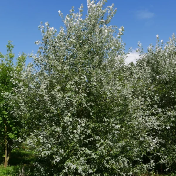 Populus alba – Populus alba