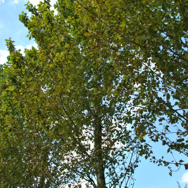 Populus ×berolinensis – Berlin poplar, Russian poplar