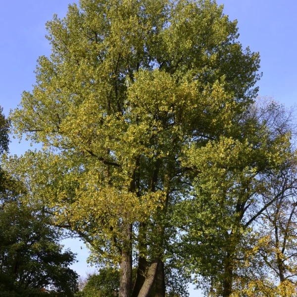 Populus ×canadensis – Hybrid black poplar
