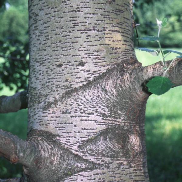 Populus ×canescens 'Enniger' – Populus ×canescens 'Enniger'