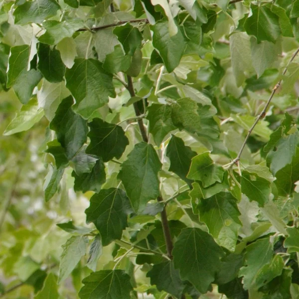 Populus ×canescens 'Honthorpa' – Populus ×canescens 'Honthorpa'