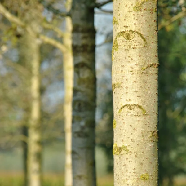 Populus ×canescens 'Witte van Haamstede' – Populus ×canescens 'Witte van Haamstede'