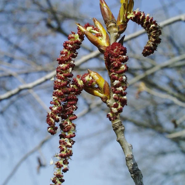 Populus ×canadensis 'Ellert' – Populus ×canadensis 'Ellert'