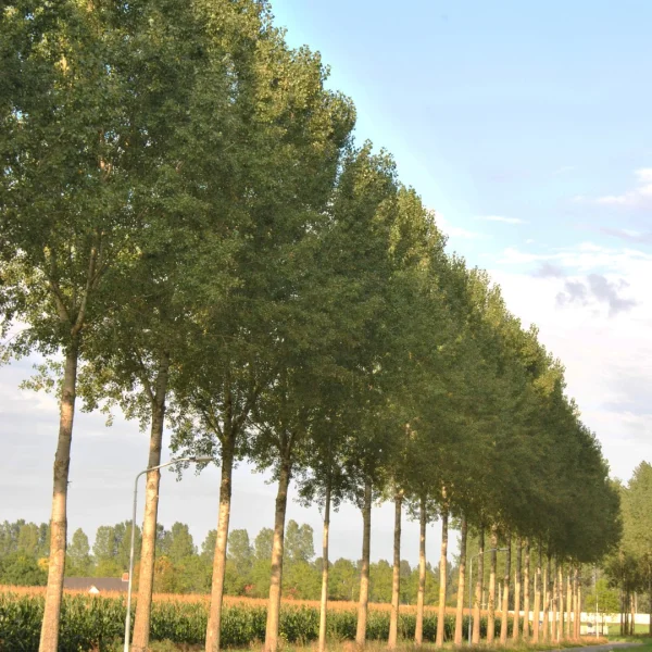 Populus ×canadensis 'Koster' – Populus ×canadensis 'Koster'