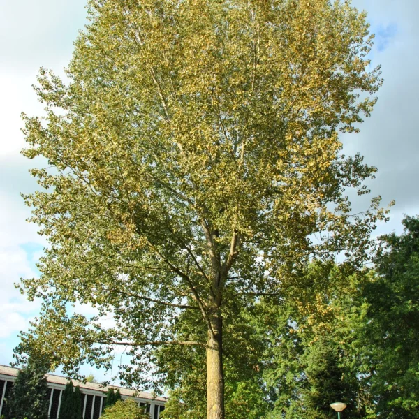 Populus ×canadensis 'Marilandica' – Populus ×canadensis 'Marilandica'