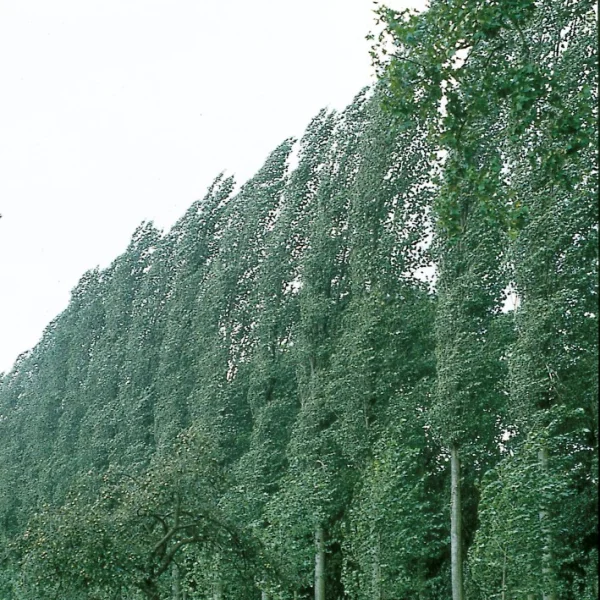 Populus ×canadensis 'Serotina' – Black Italian poplar, Swiss poplar