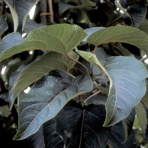 Populus lasiocarpa – Chinese necklace poplar, Chinese poplar