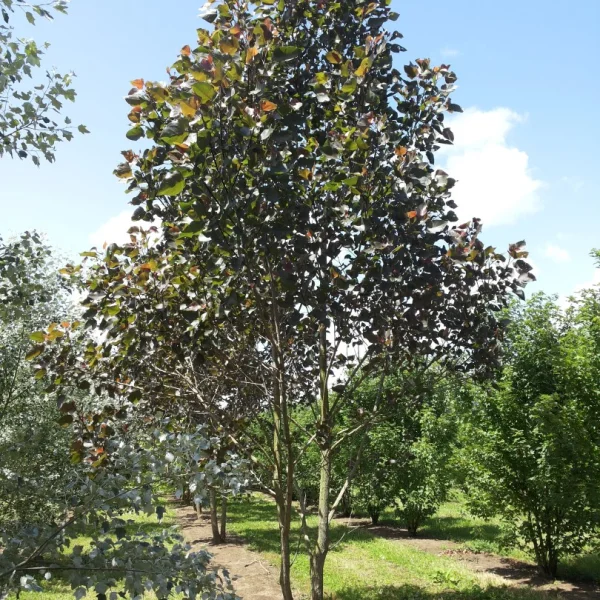 Populus nigra 'Sannae' – Populus nigra 'Sannae'