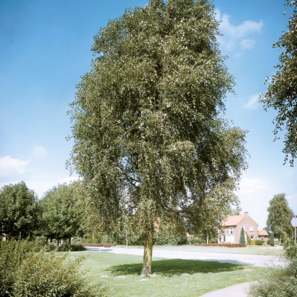 Populus simonii 'Fastigiata' – Populus simonii 'Fastigiata'