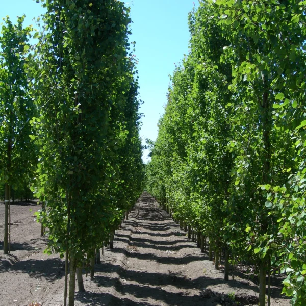 Populus tremula 'Erecta' – Populus tremula 'Erecta'