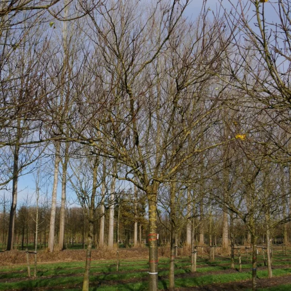 Prunus armeniaca 'Tros Oranje' – Prunus armeniaca 'Tros Oranje'
