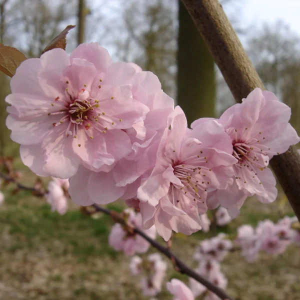 Prunus ×blireana – Prunus ×blireana