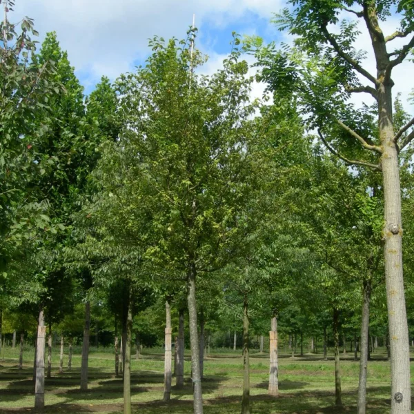 Prunus domestica 'Ste Catherine' – Prunus domestica 'Ste Catherine'