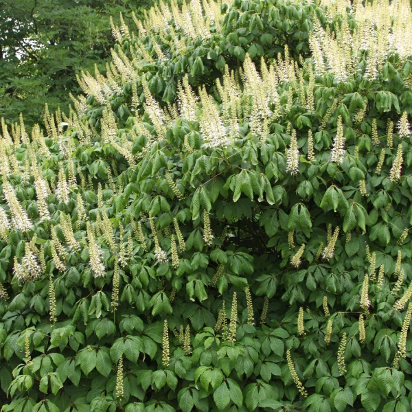 Aesculus parviflora – Dwarf buckeye
