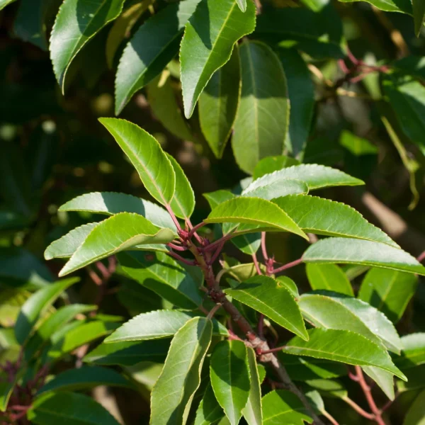 Prunus lusitanica 'Angustifolia' – Prunus lusitanica 'Angustifolia'