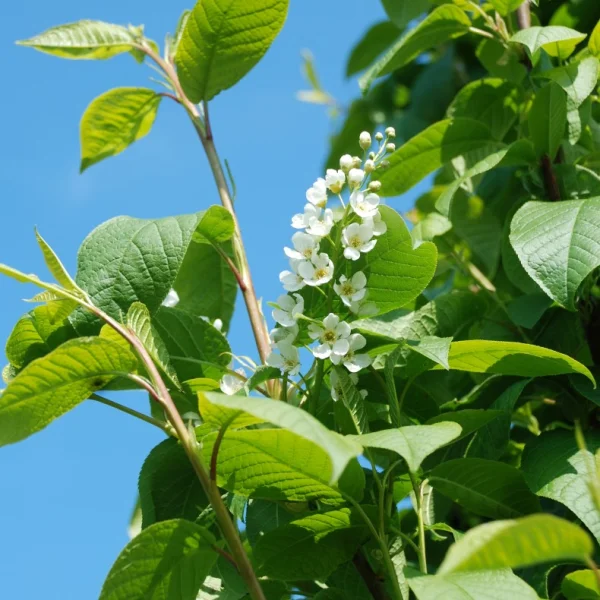 Prunus padus 'Tiefurt' – Prunus padus 'Tiefurt'