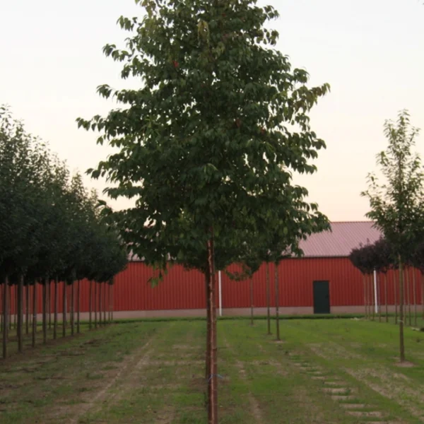Prunus pensylvanica 'Auburn Splendor' – Prunus pensylvanica 'Auburn Splendor'