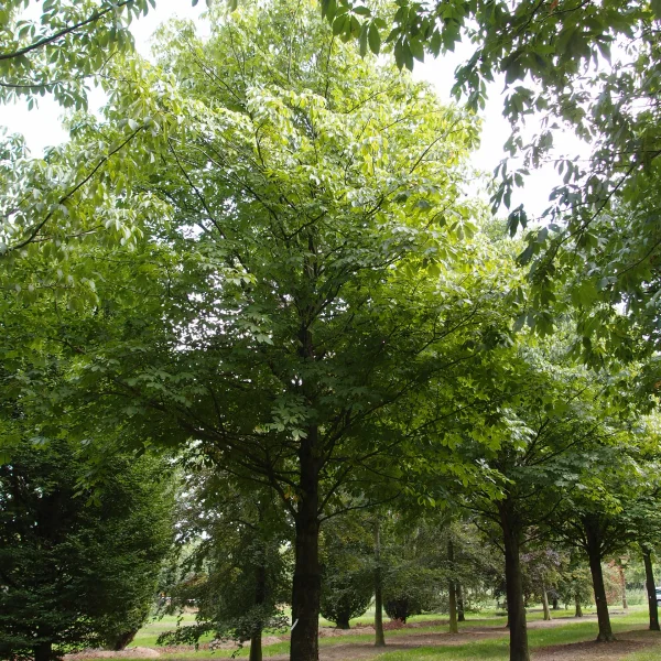 Aesculus pavia 'Atrosanguinea' – Aesculus pavia 'Atrosanguinea'